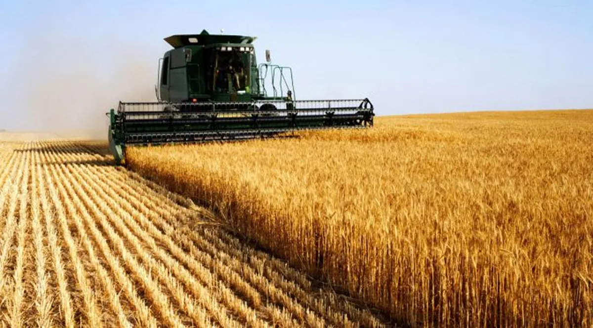 cAMPO