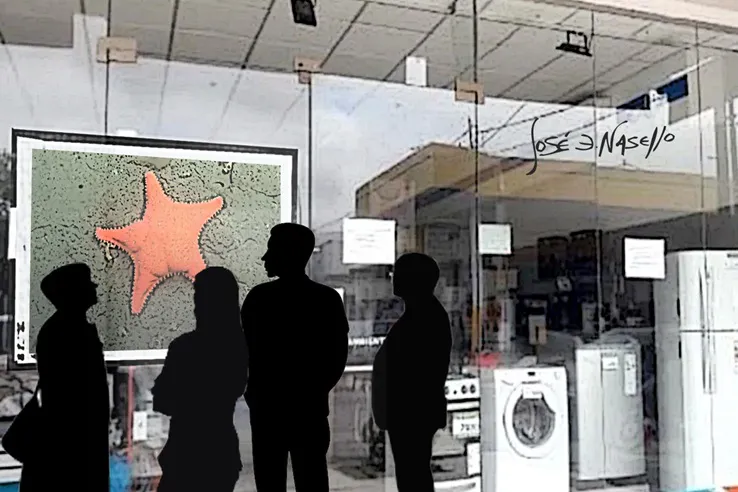 ilustra estrella de mar en vidriera