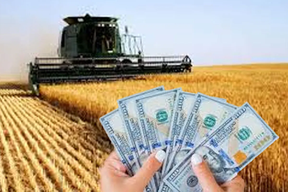 dolar-y-campo